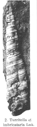 Fig.2 Turritella cf. imbricataria