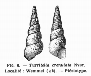 Fig.6 Turritella crenulata