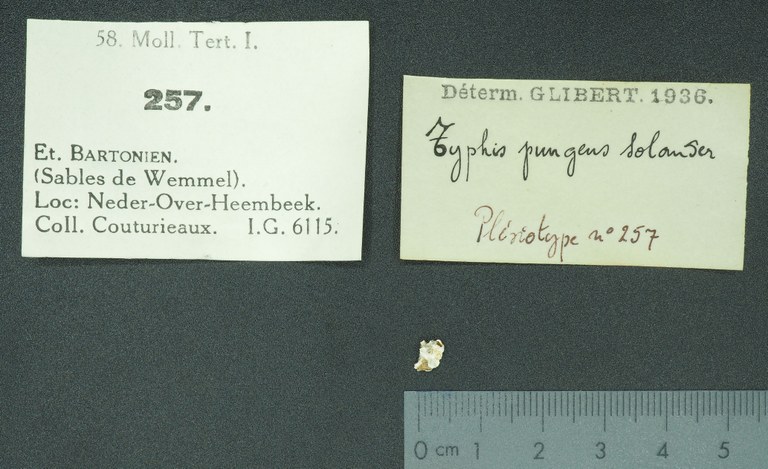 RBINS 257 - Typhis pungens plesiotype Lb