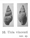 Pl. IV, fig. 10
