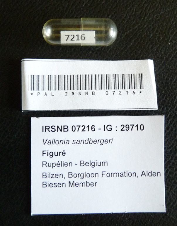 IRSNB 07216 - Vallonia sandbergeri (Deshayes, 1863) Labels