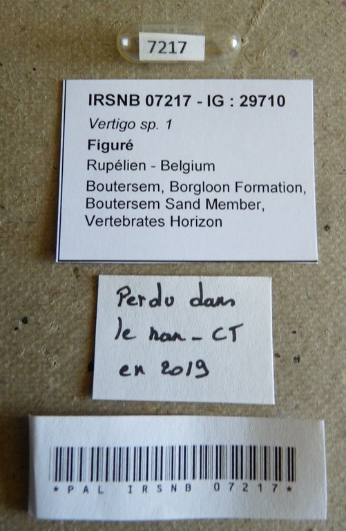 IRSNB 07217 - Vertigo sp. 1 Labels