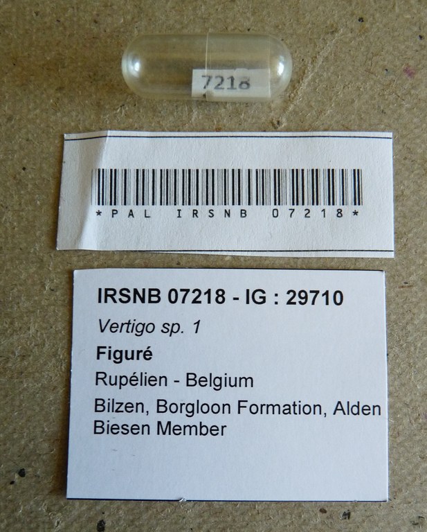 IRSNB 07218 - Vertigo sp. 1 Labels