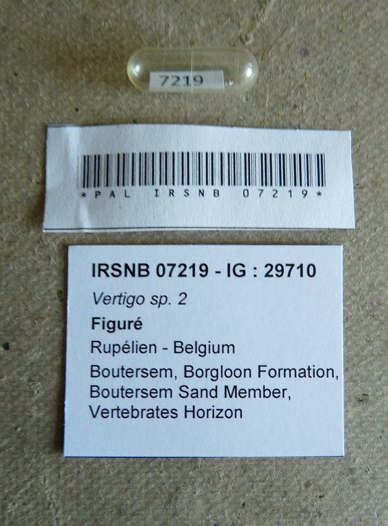 IRSNB 07219 - Vertigo sp. 2 Labels