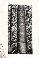 Pl. II, fig. 8