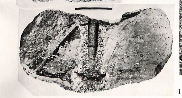 Pl. I, fig. 1