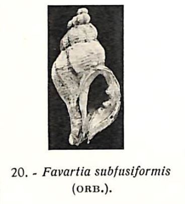 Pl. VI, fig. 20