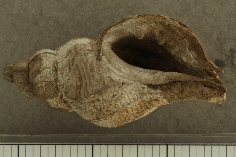 Aspella (Favartia) subfusiformis (Photostacking)