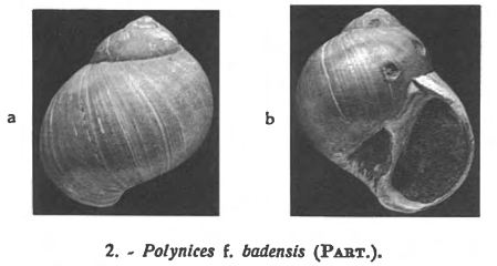 Pl. I, fig. 2