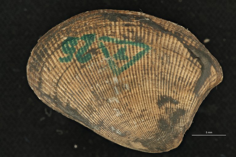 Nucula (Pectinucula) pectinata (Sowerby, 1812) — RBINS Virtual Collections