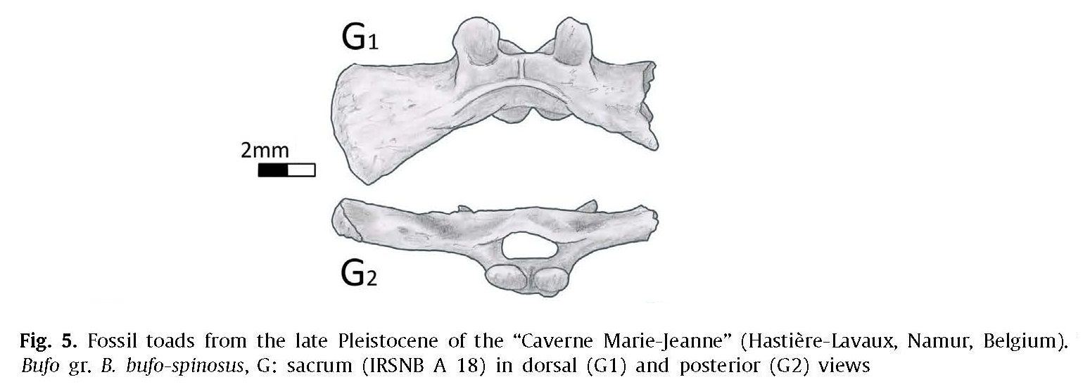 IRSNB A 0018 publi