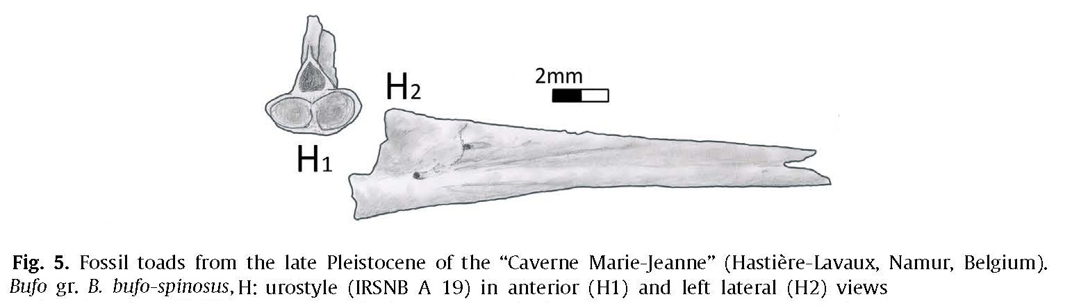 IRSNB A 0019 publi