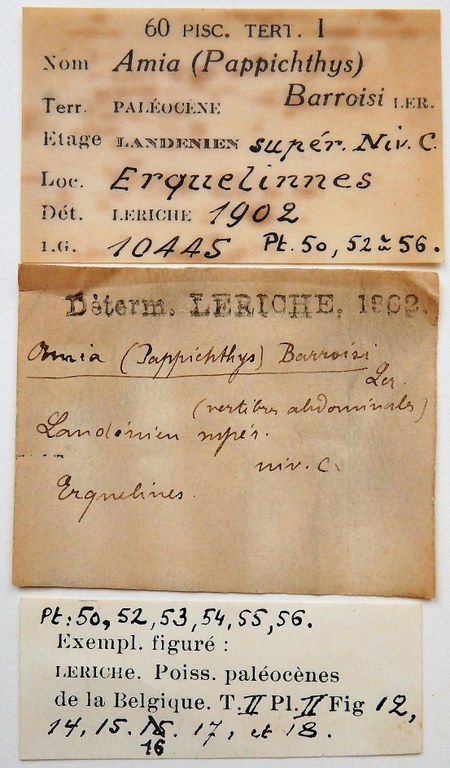IRSNB P 00056 labels