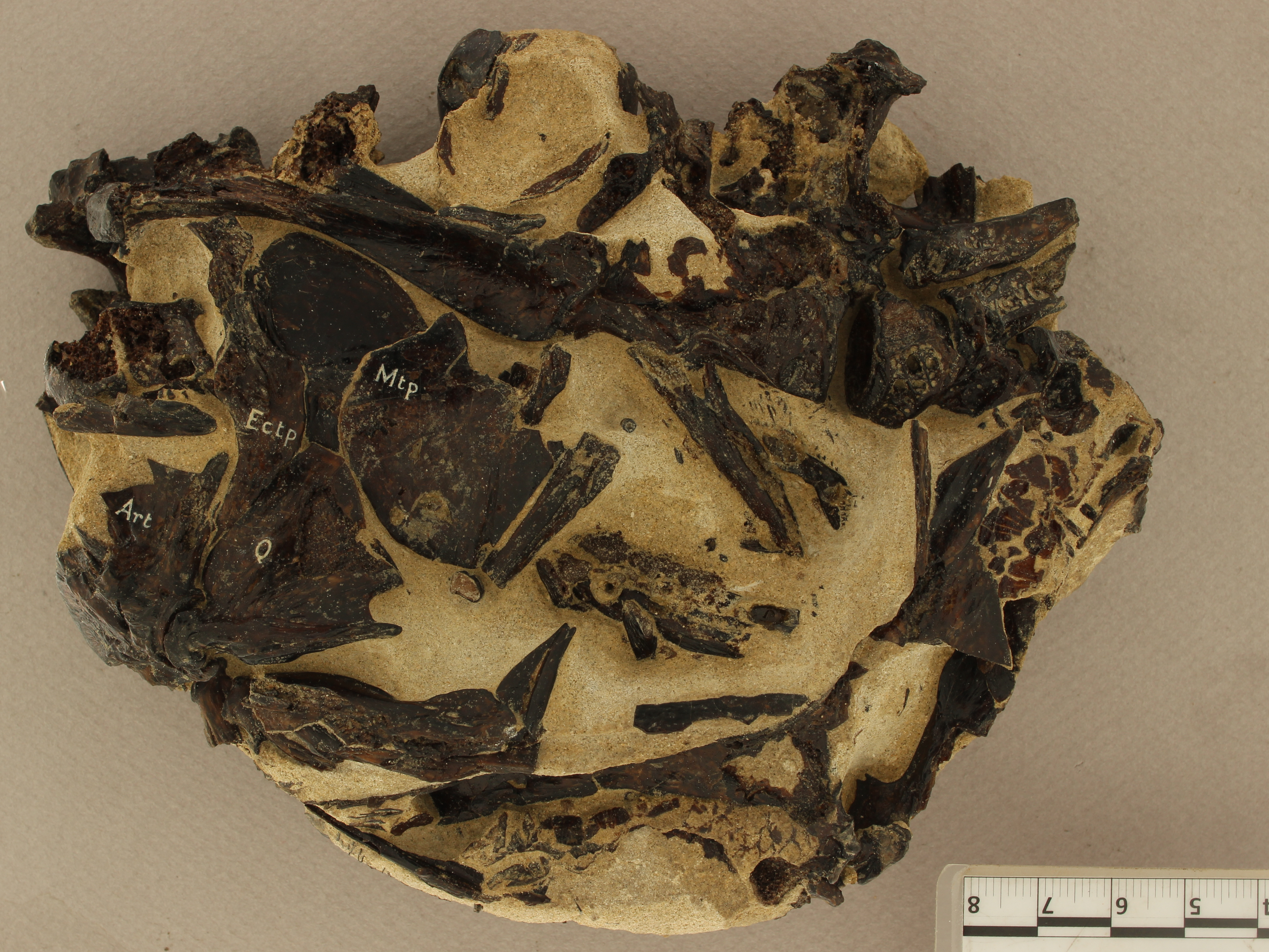 Burtinia bruxelliensis