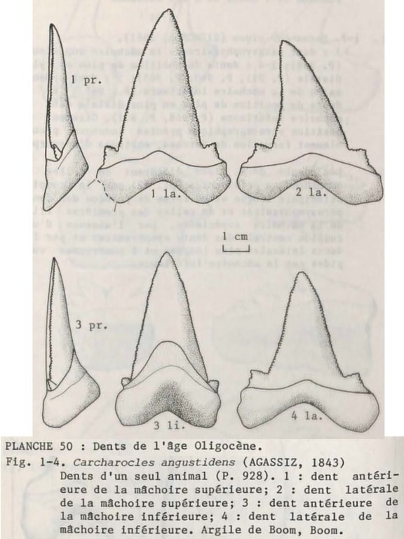 IRSNB P 00928a-r publi 2 IRSNB P 00928a-r publi 2