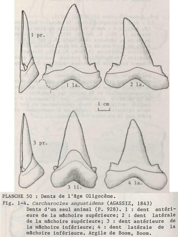 IRSNB P 00928a-r publi 2