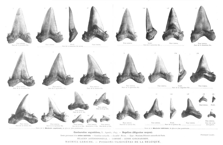 IRSNB P 00928a-r publi IRSNB P 00928a-r publi