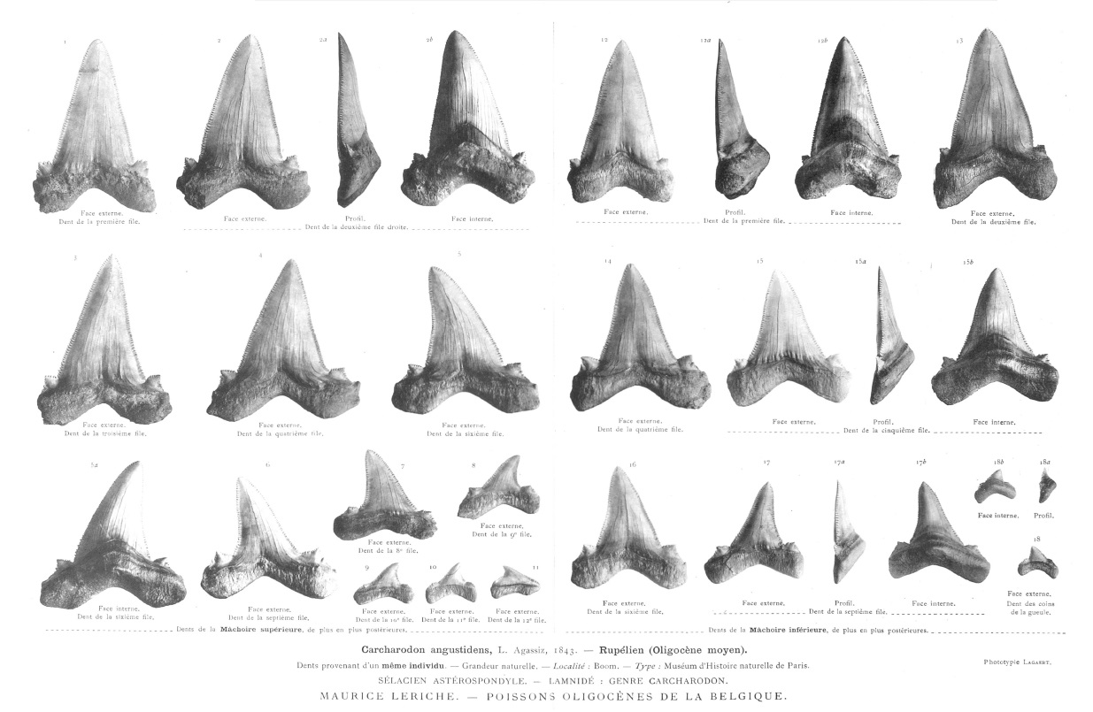 IRSNB P 00928a-r publi