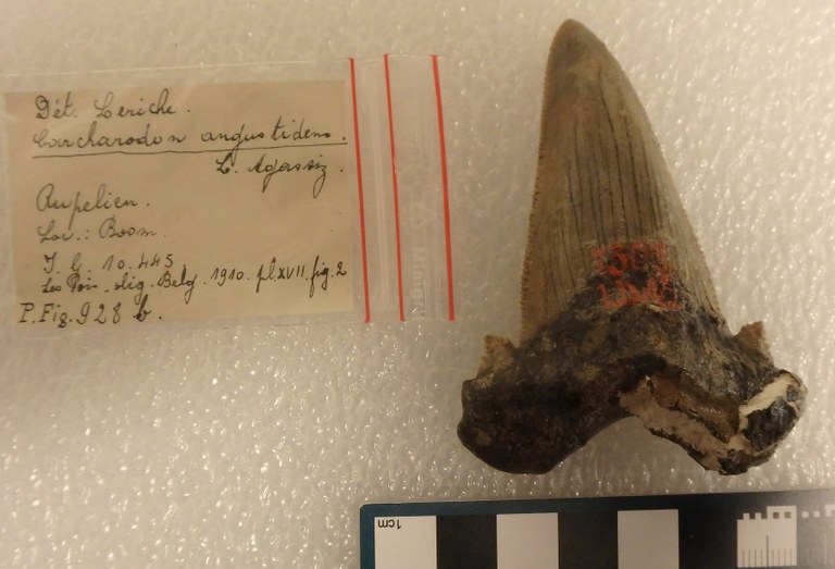 IRSNB P 00928b IRSNB P 00928b