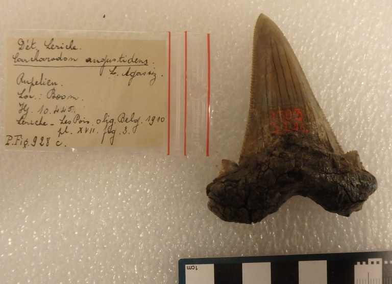 IRSNB P 00928c IRSNB P 00928c