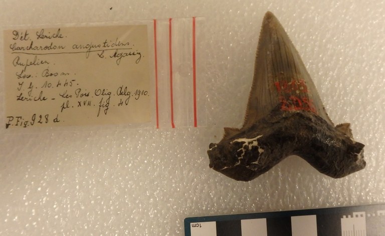 IRSNB P 00928d IRSNB P 00928d