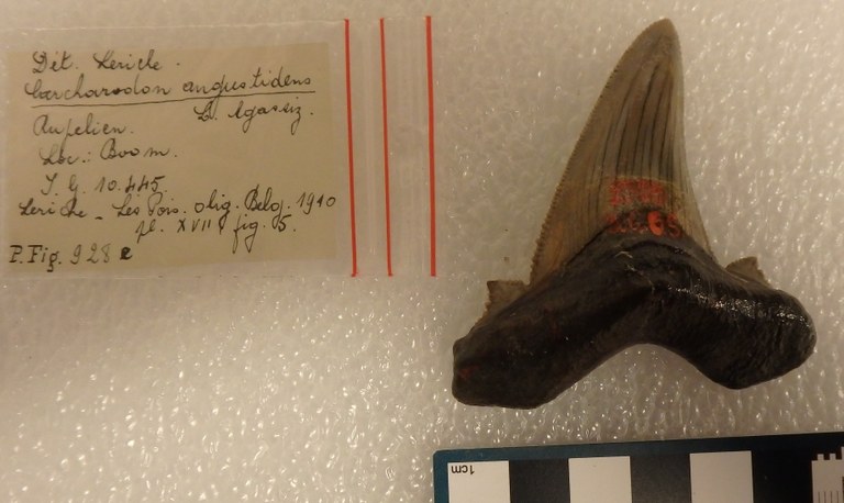 IRSNB P 00928e IRSNB P 00928e