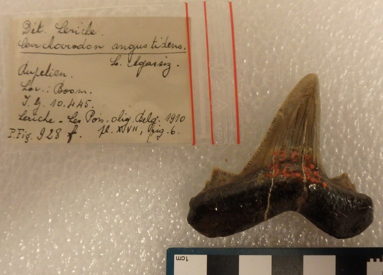 IRSNB P 00928f IRSNB P 00928f