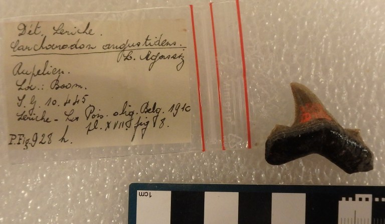 IRSNB P 00928h IRSNB P 00928h