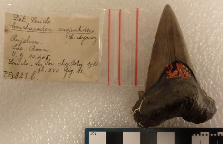 IRSNB P 00928l IRSNB P 00928l