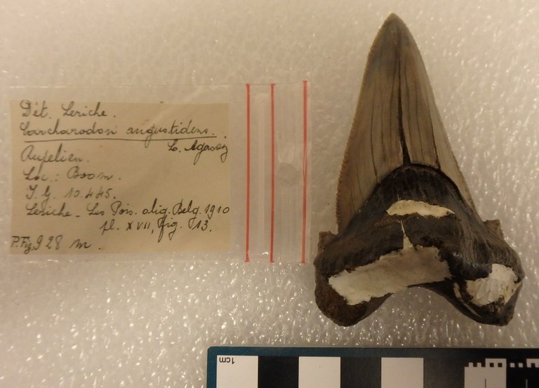 IRSNB P 00928m IRSNB P 00928m