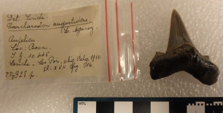 IRSNB P 00928p IRSNB P 00928p