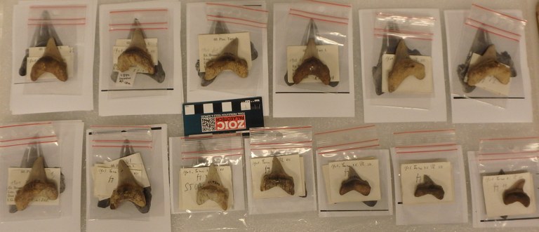 IRSNB P 00809 Fig. 1 à 11 teeth IRSNB P 00809 Fig. 1 à 11 teeth