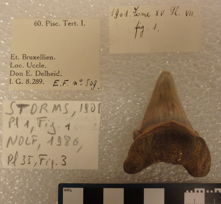 IRSNB P 00809 Fig. 1