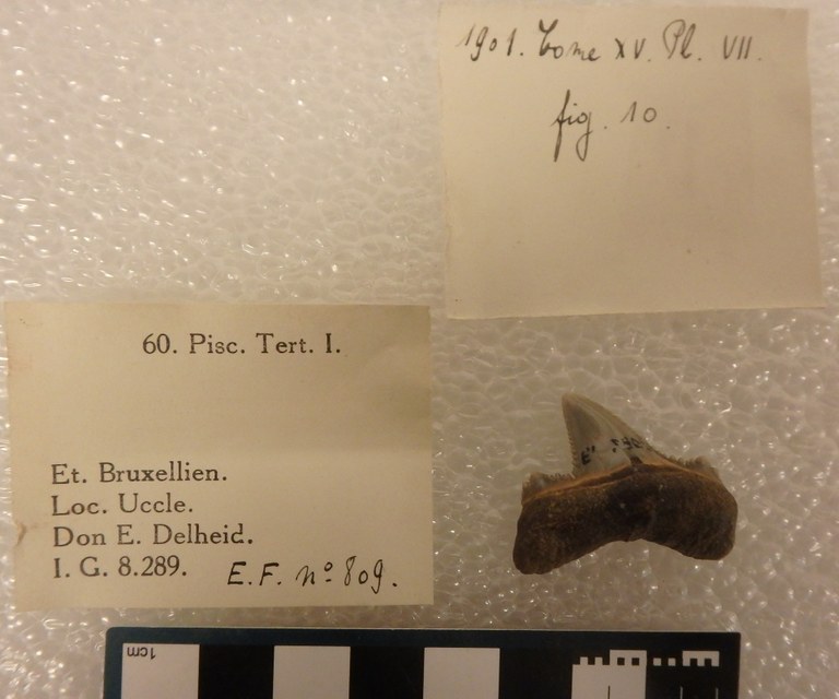 IRSNB P 00809 Fig. 10