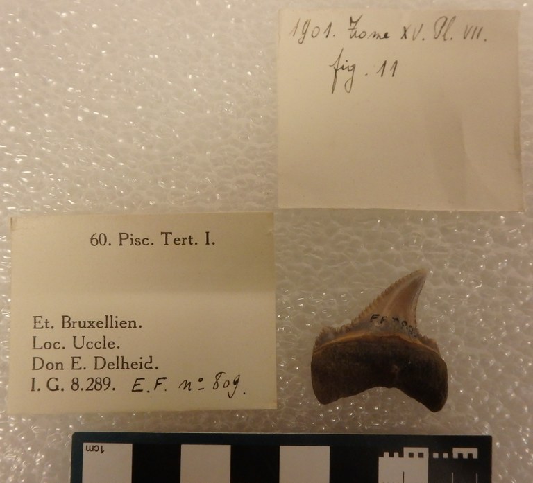 IRSNB P 00809 Fig. 11