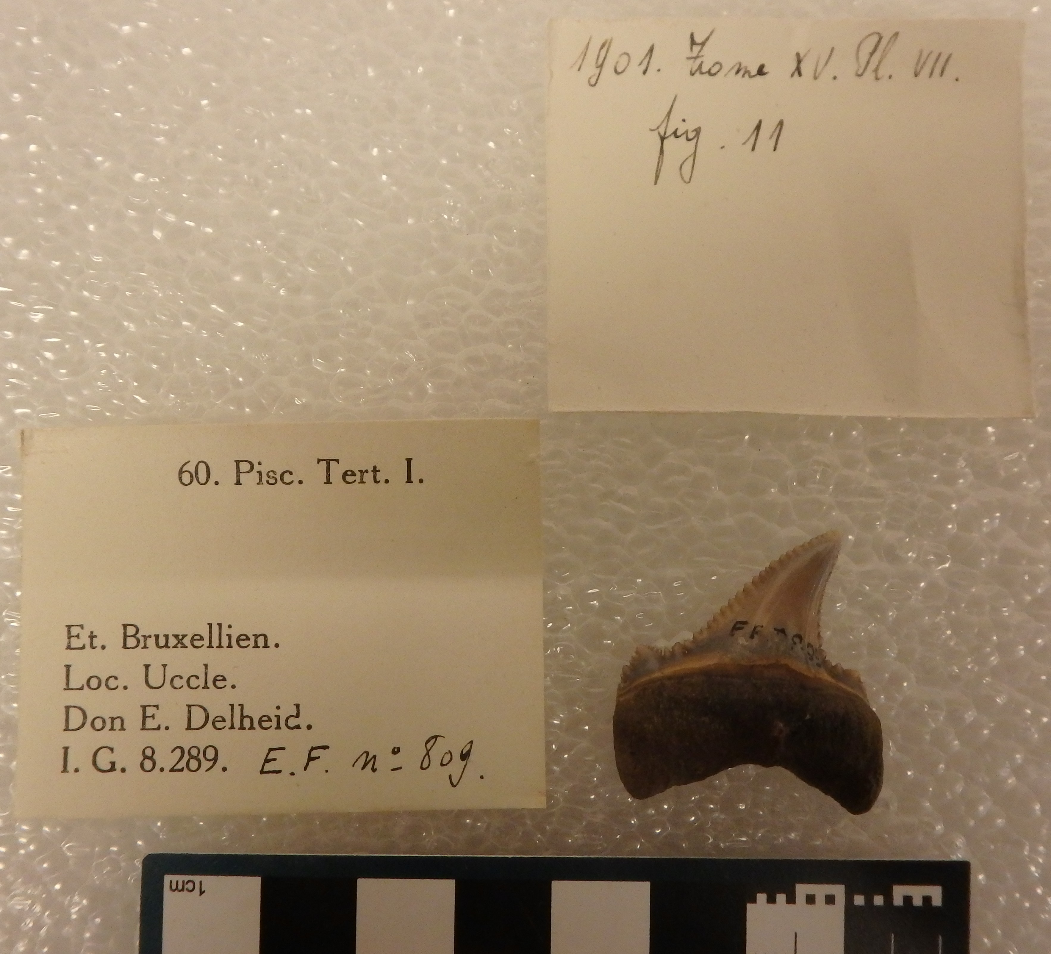 IRSNB P 00809 Fig. 11
