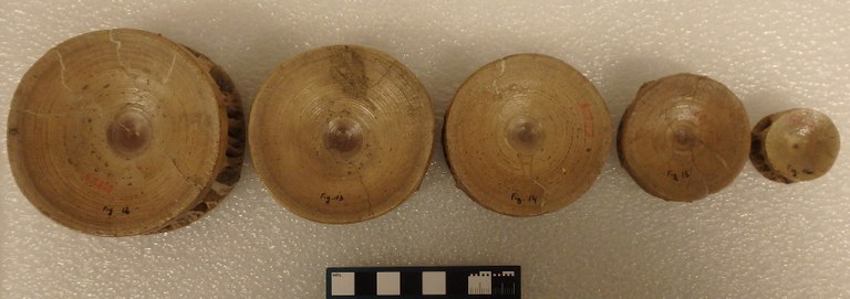 IRSNB P 00809 Fig. 12 à 16 vertebrae IRSNB P 00809 Fig. 12 à 16 vertebrae