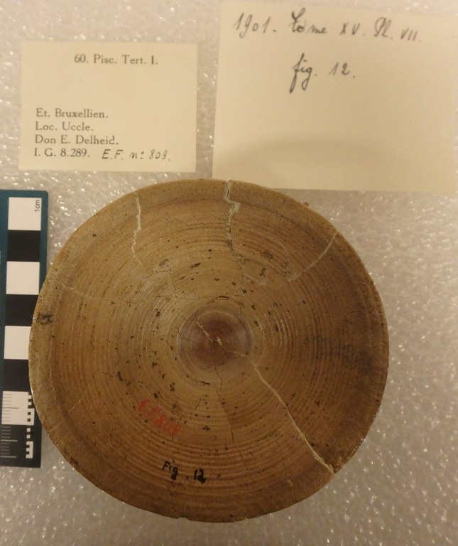 IRSNB P 00809 Fig. 12