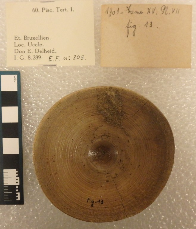 IRSNB P 00809 Fig. 13