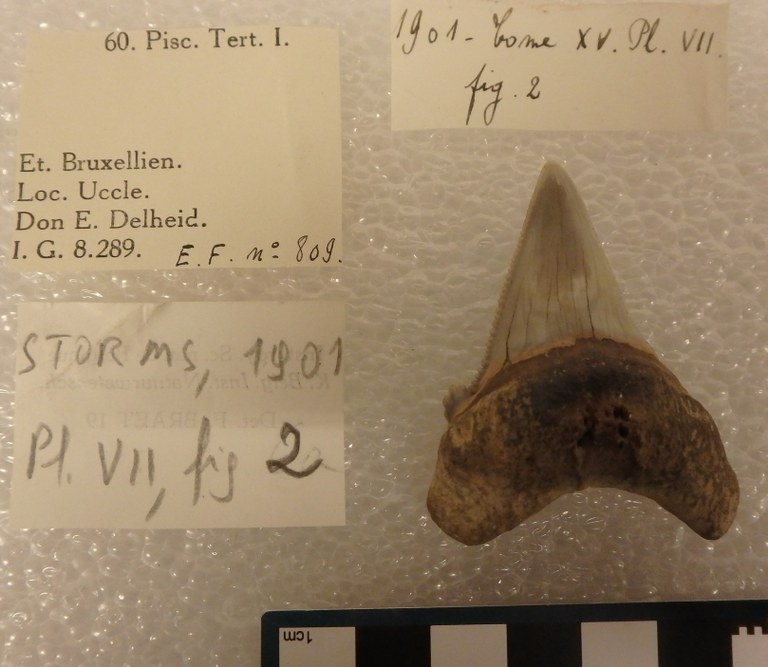 IRSNB P 00809 Fig. 2