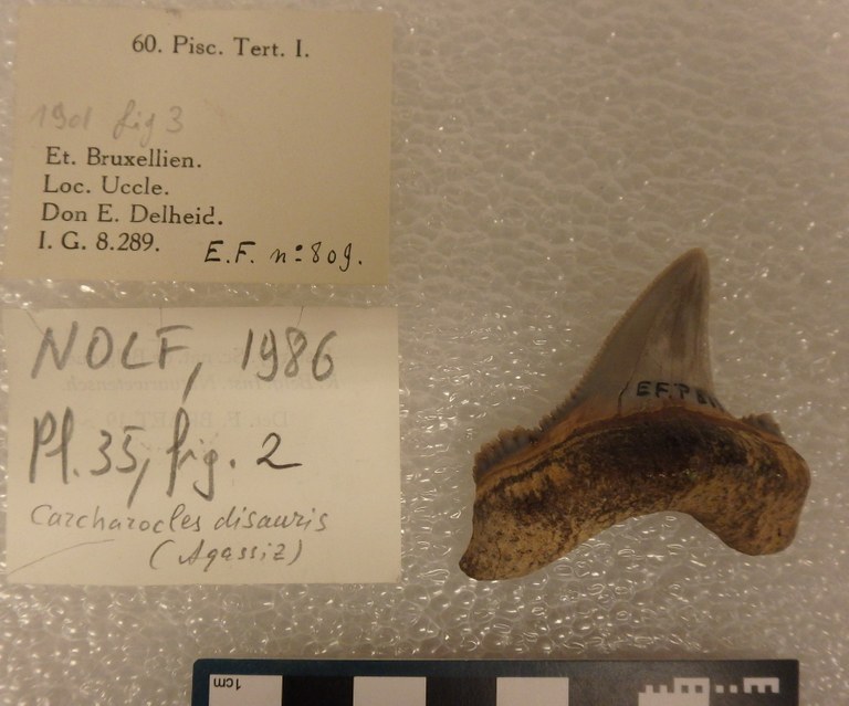 IRSNB P 00809 Fig. 3