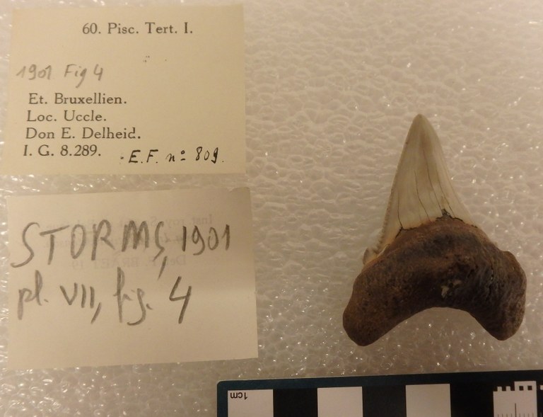 IRSNB P 00809 Fig. 4