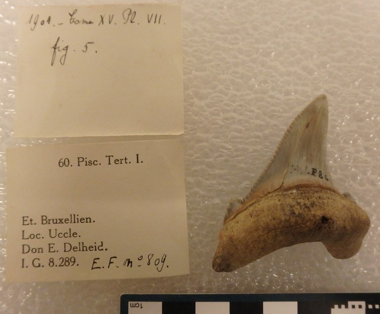 IRSNB P 00809 Fig. 5
