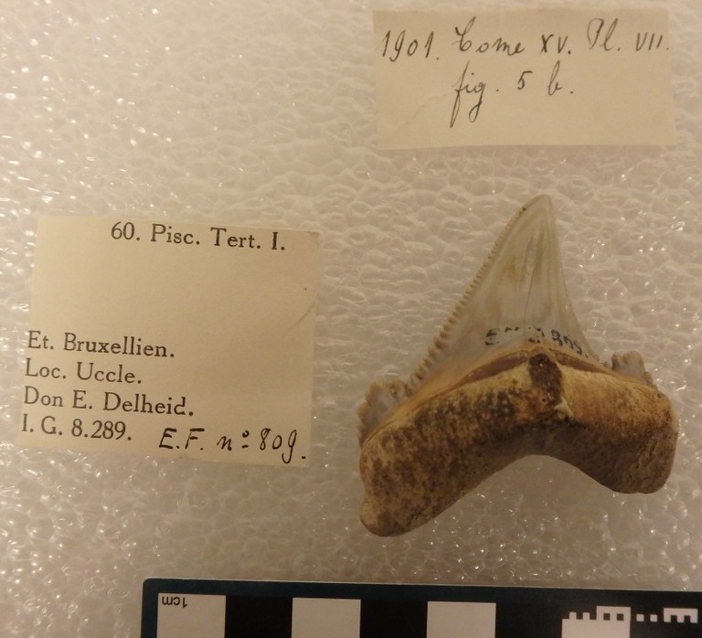 IRSNB P 00809 Fig. 5b