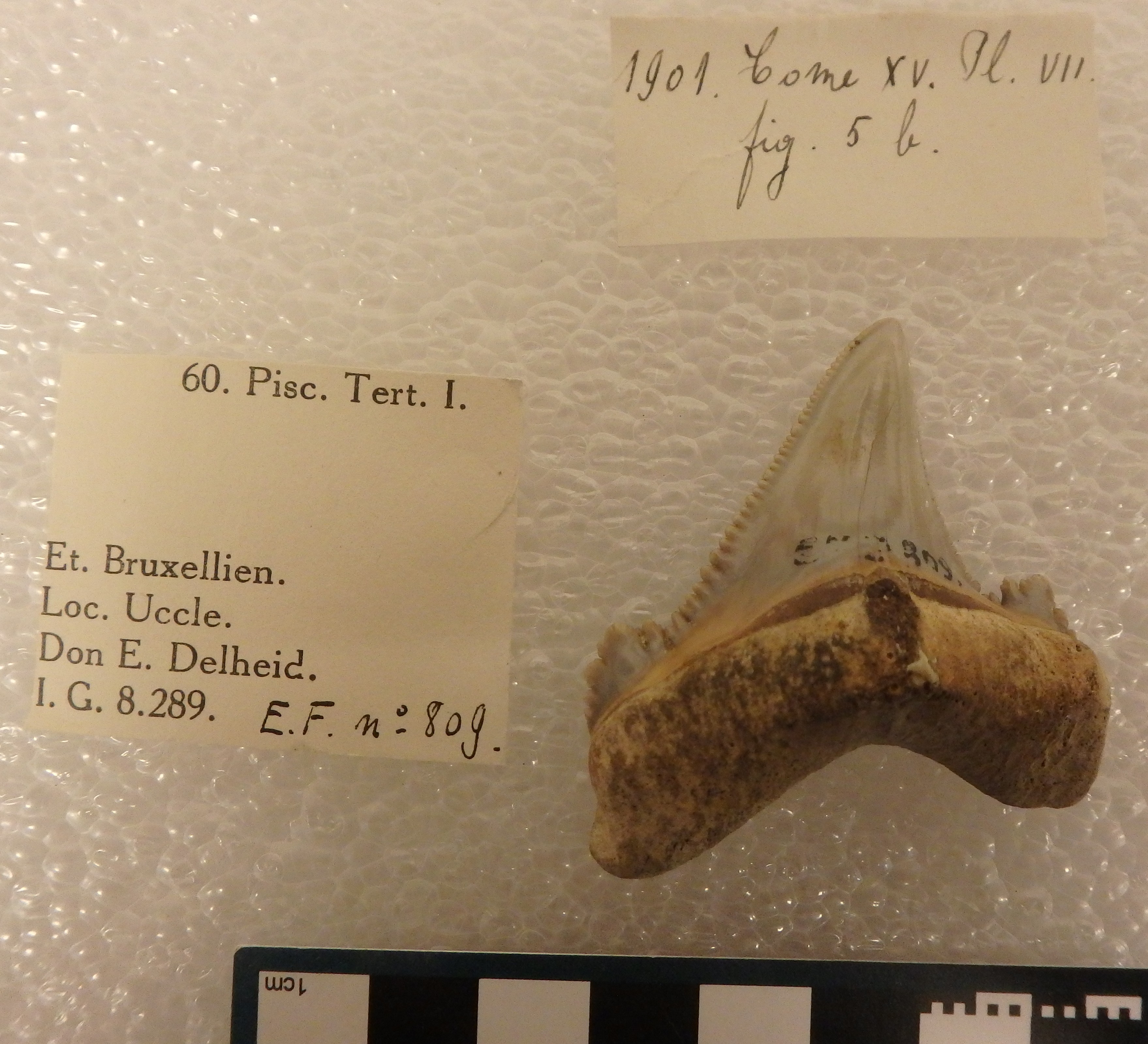 IRSNB P 00809 Fig. 5b
