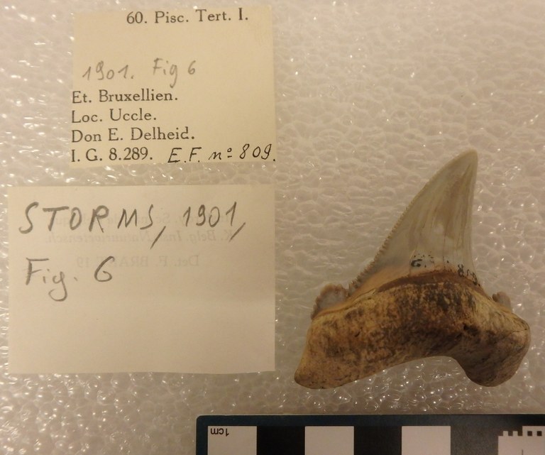 IRSNB P 00809 Fig. 6