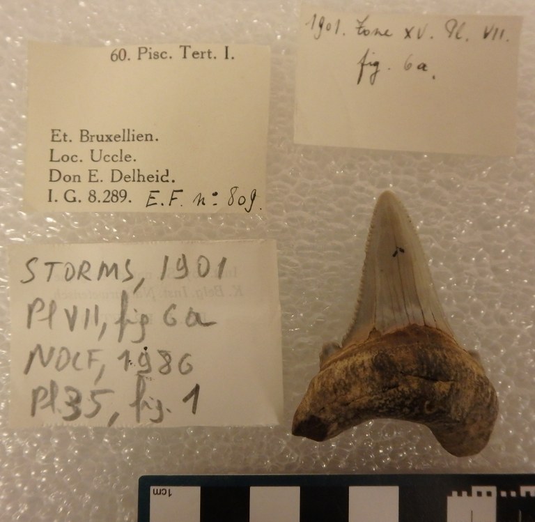 IRSNB P 00809 Fig. 6a