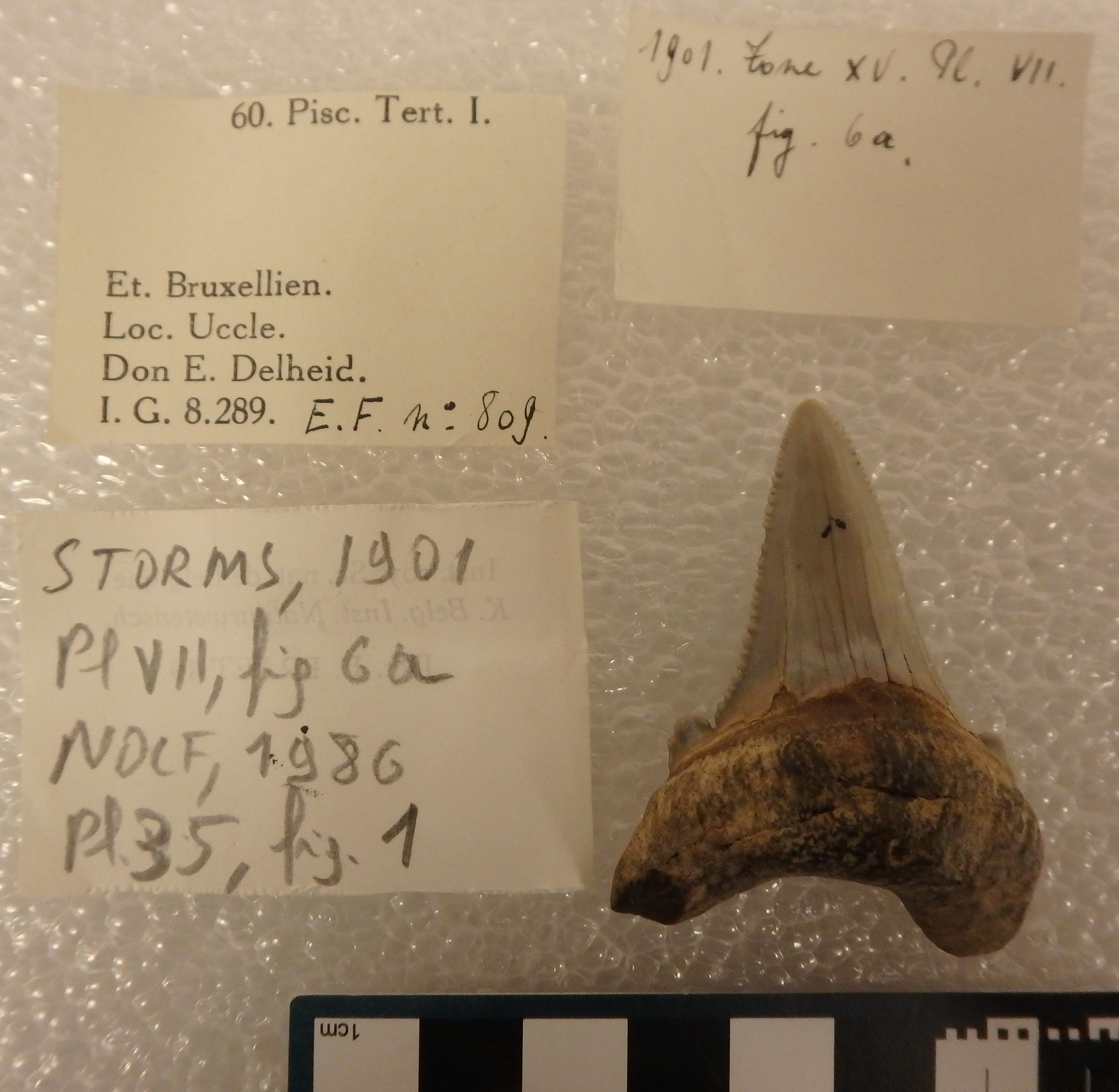 IRSNB P 00809 Fig. 6a