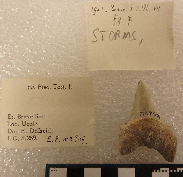 IRSNB P 00809 Fig. 7