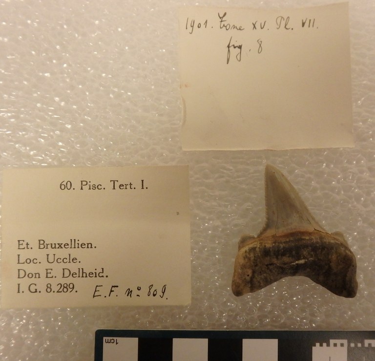 IRSNB P 00809 Fig. 8